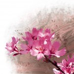 Cherry Blossom graphic